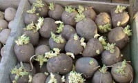 картофель