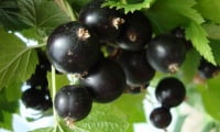 Черная смородина