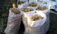 урожай картофеля